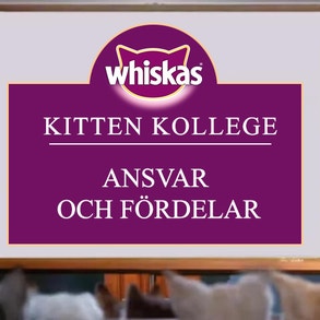 Kitten Kollege: Ansvar och fördelar
