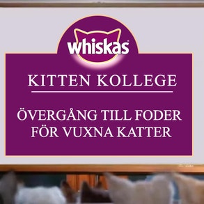 Kitten Kollege: Övergång till foder för vuxna katter
