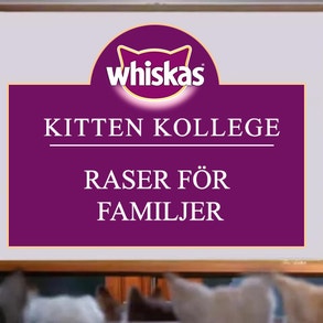 Kitten Kollege: Raser för familjer