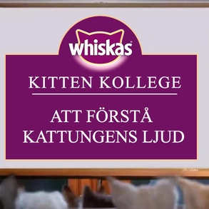 Kitten Kollege: Att förstå kattungens ljud