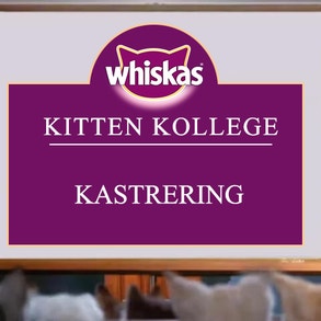 Kitten Kollege: Kastrering