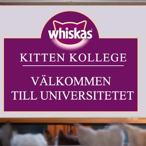 Kitten Kollege: Välkommen till universitetet