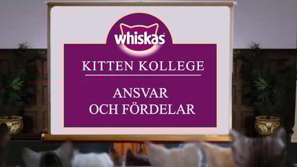 Kitten Kollege: Ansvar och fördelar