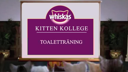 Kitten Kollege: Toaletträning