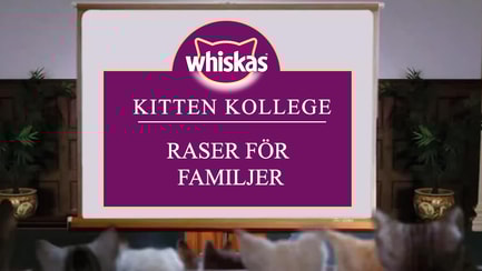 Kitten Kollege: Raser för familjer