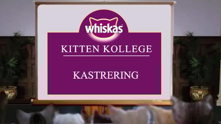 Kitten Kollege: Kastrering