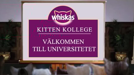 Kitten Kollege: Välkommen till universitetet